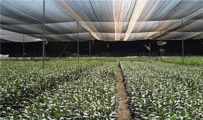 Agricultural HDPE Shade Net